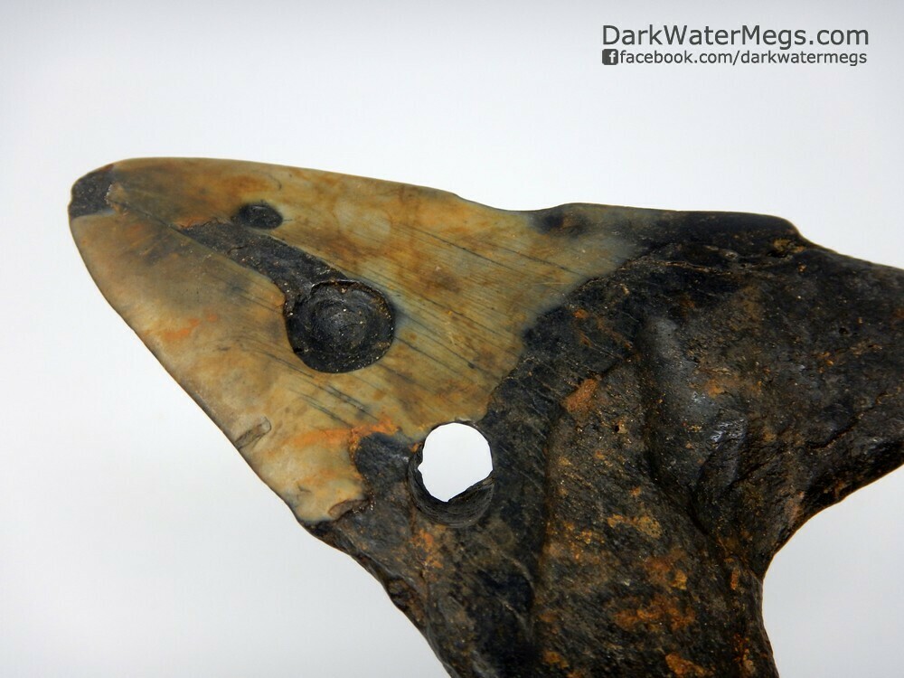4.78" megalodon tooth with boring clam hole