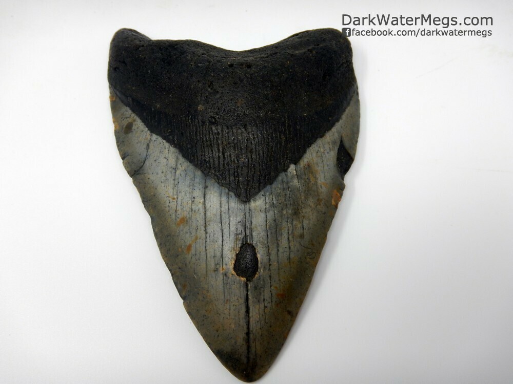 4.86" large megalodon tooth