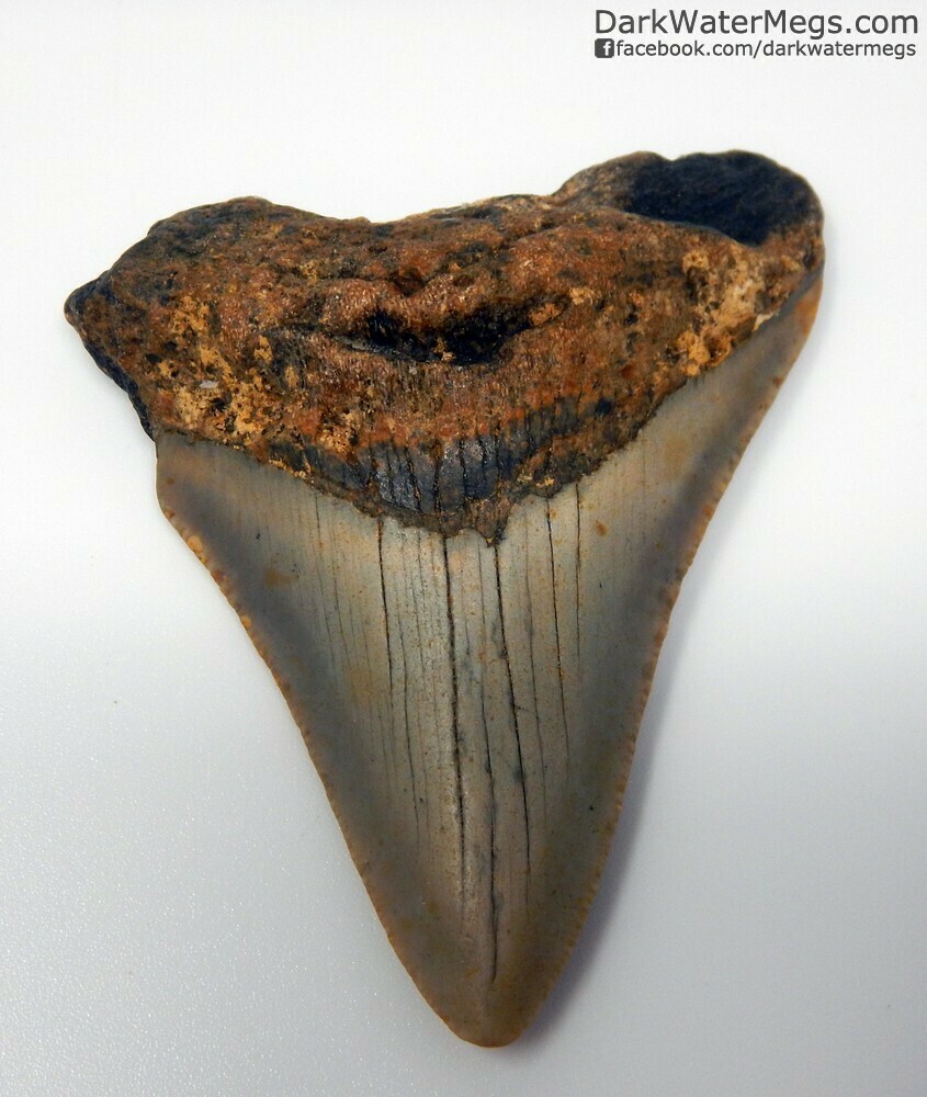 2.69" orange root megalodon tooth