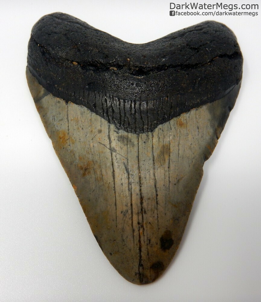 3.64" dark megalodon tooth