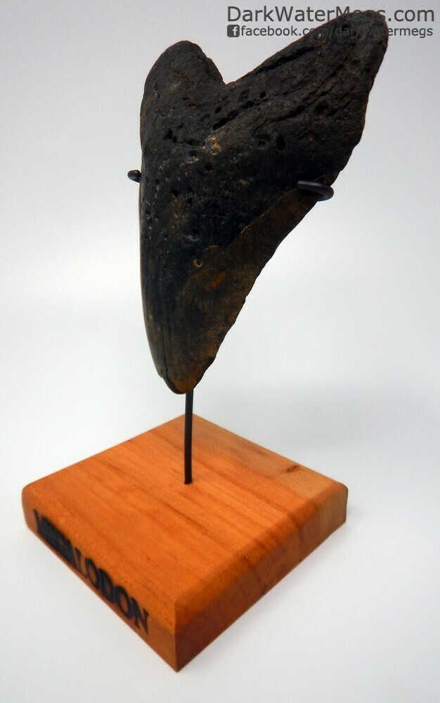 5.71" giant megalodon tooth on stand