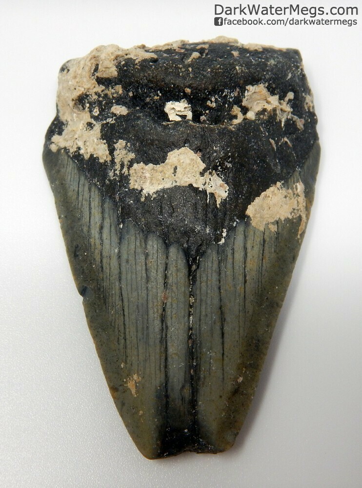 2.86" uncleaned megalodon tooth