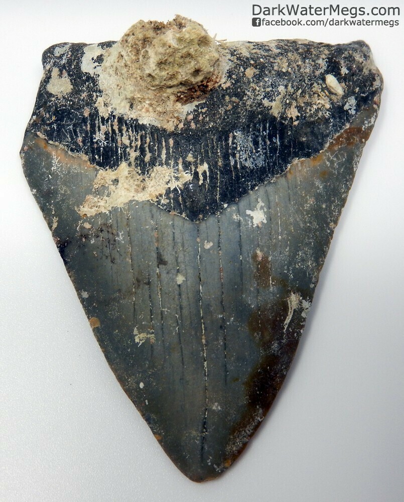 3.71" uncleaned megalodon tooth