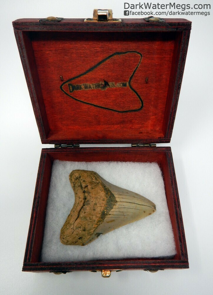 3.68" orange megalodon tooth in treasure chest