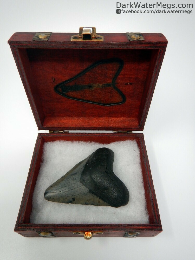 3.74" black megalodon tooth with patterned blade in box