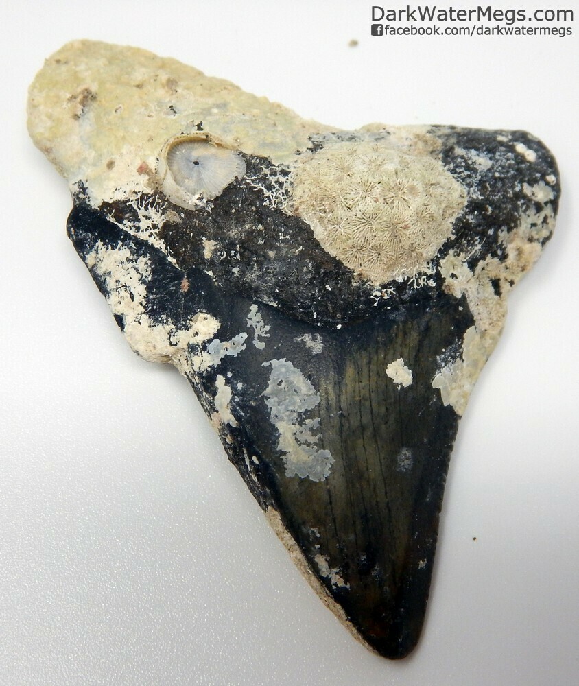 2.85" uncleaned megalodon tooth