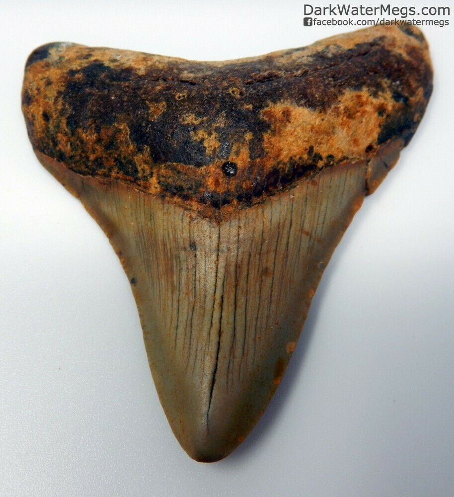 3.24" orange megalodon tooth