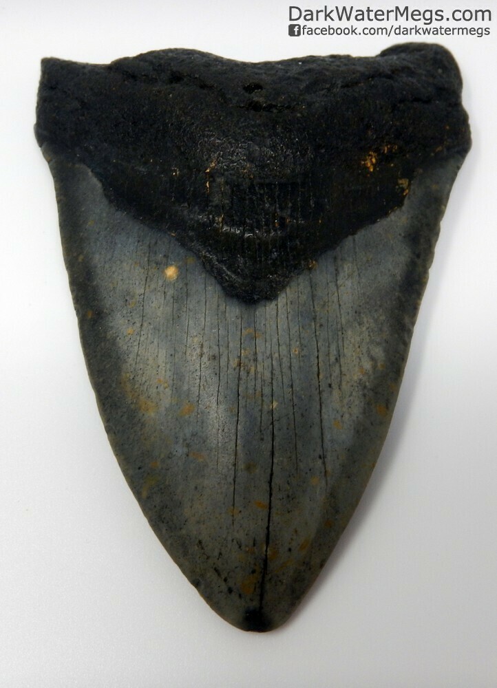 4.48" dark megalodon tooth