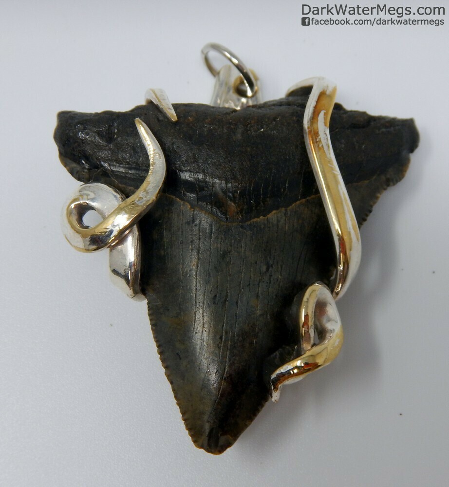 2.19" Fork Wrapped Megalodon Necklace