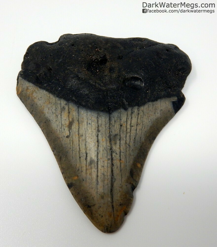 2.75" dark root megalodon tooth