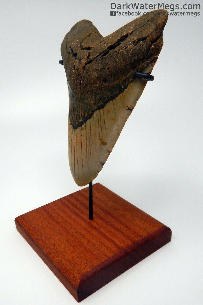 5.50" giant curved megalodon tooth on stand