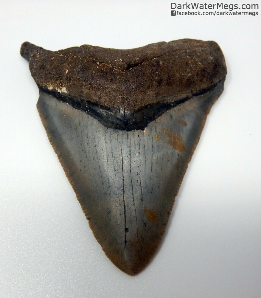 2.77" contrasting megalodon tooth