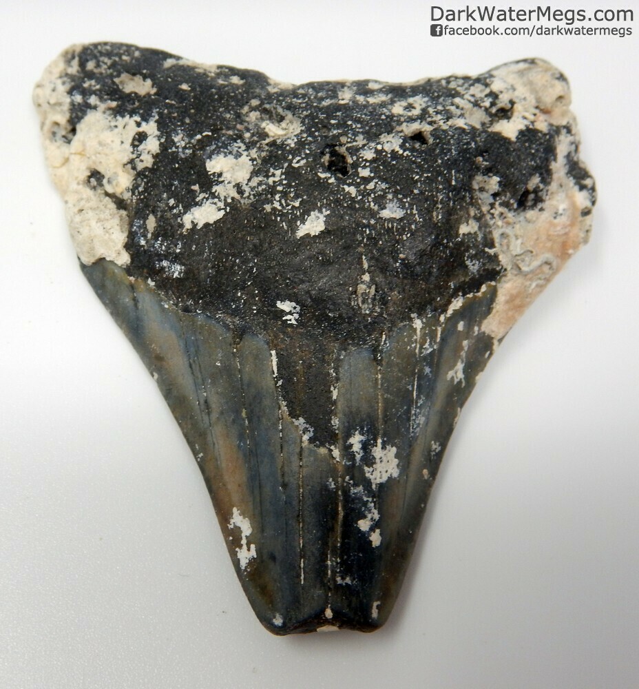 3.14" uncleaned megalodon tooth