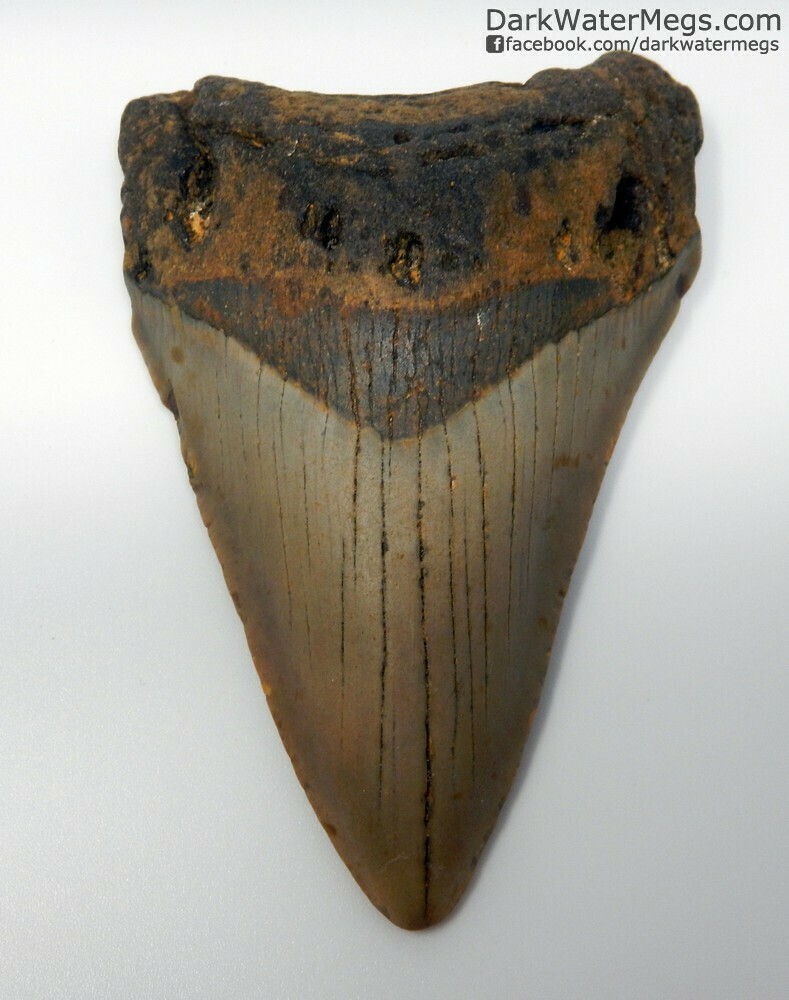 4.22" slender orange megalodon tooth
