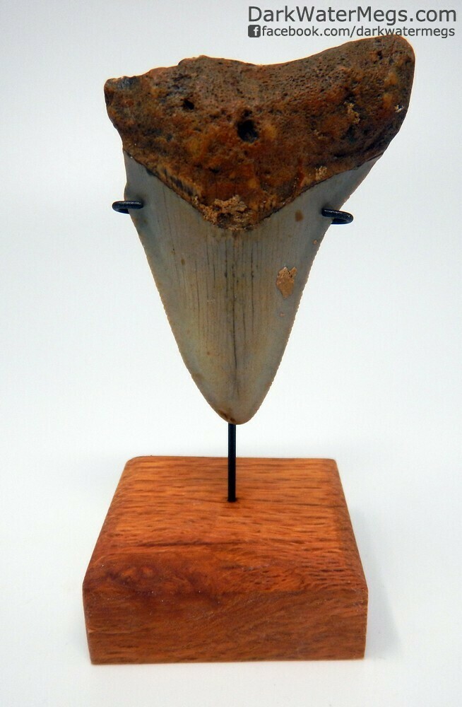 2.87" orange megalodon tooth on stand