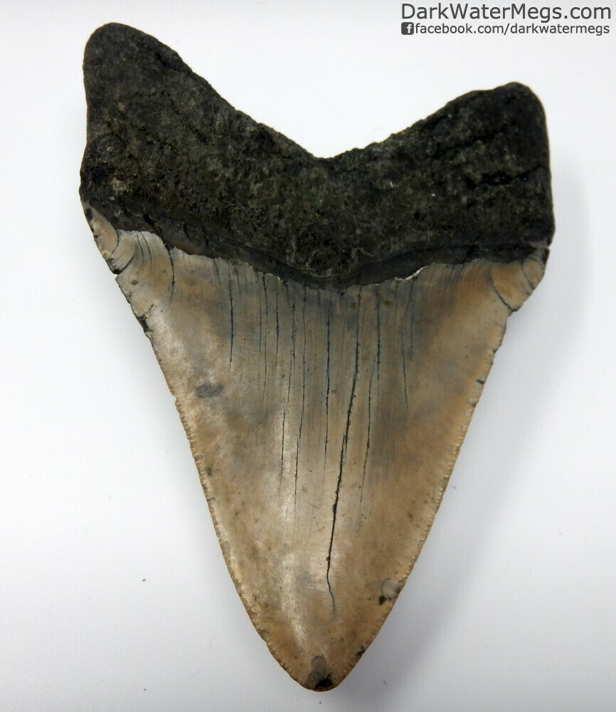 5.06&quot; Nice condition megalodon tooth