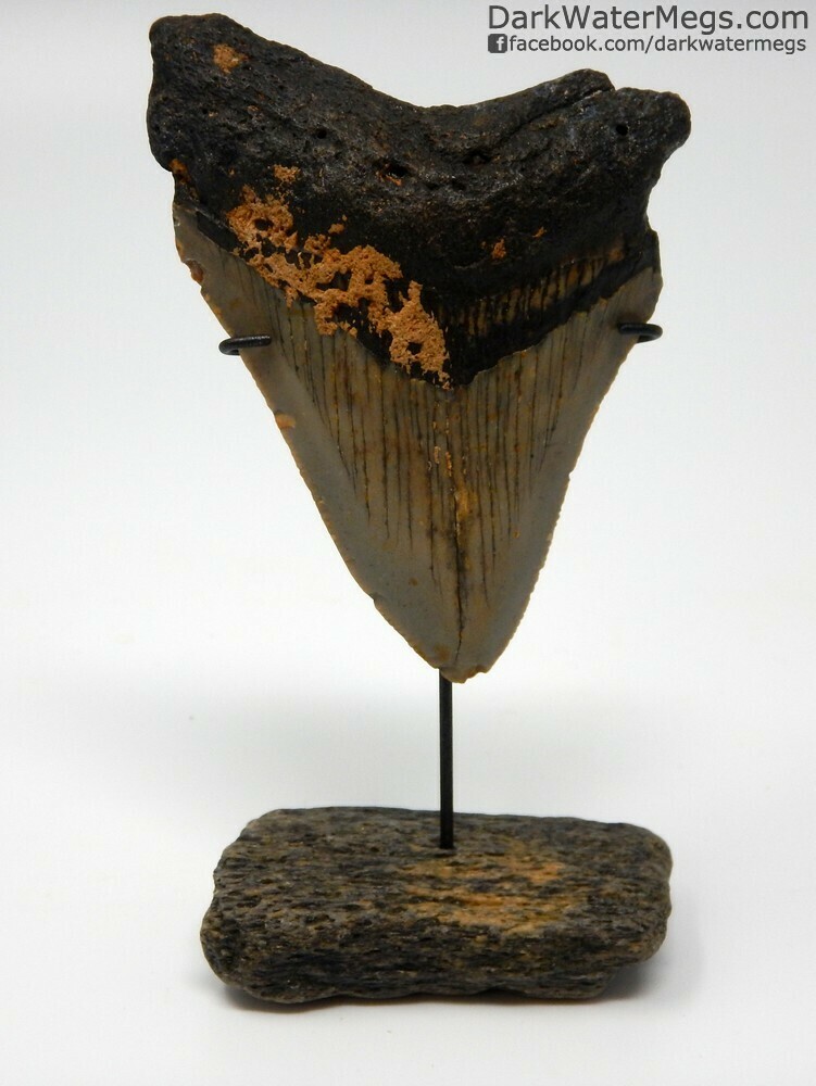3.20&quot; Megalodon Tooth on Bone Stand