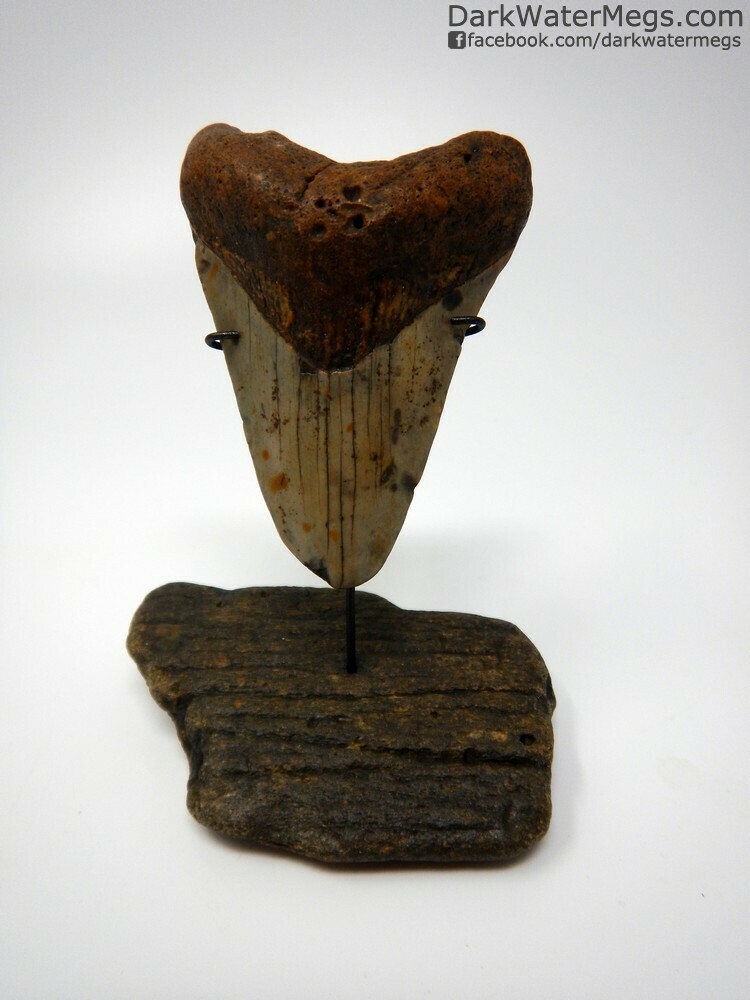 3.33&quot; Megalodon tooth on fossil whale bone stand