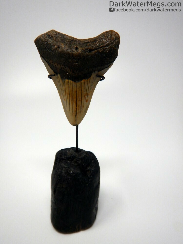 2.60&quot; Megalodon tooth on fossil bone stand