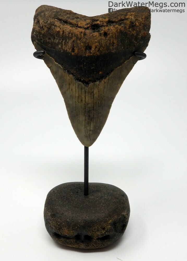 4.33&quot; Megalodon Tooth On Fossil Vertebra Stand