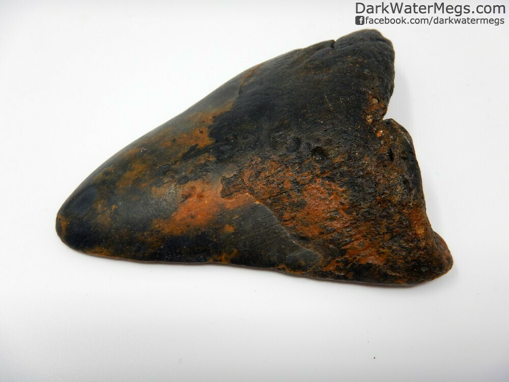 4.24&quot; Orange and Black Megalodon Tooth