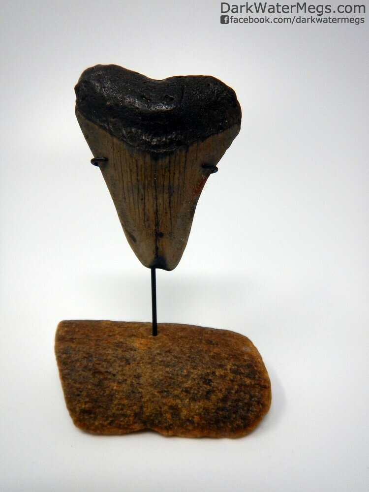 2.72&quot; Megalodon tooth on fossil whale bone stand