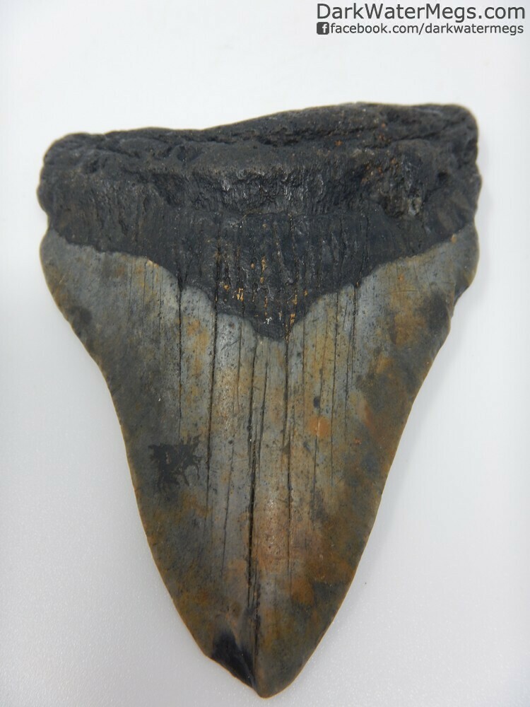 3.49&quot; Dark Megalodon Tooth
