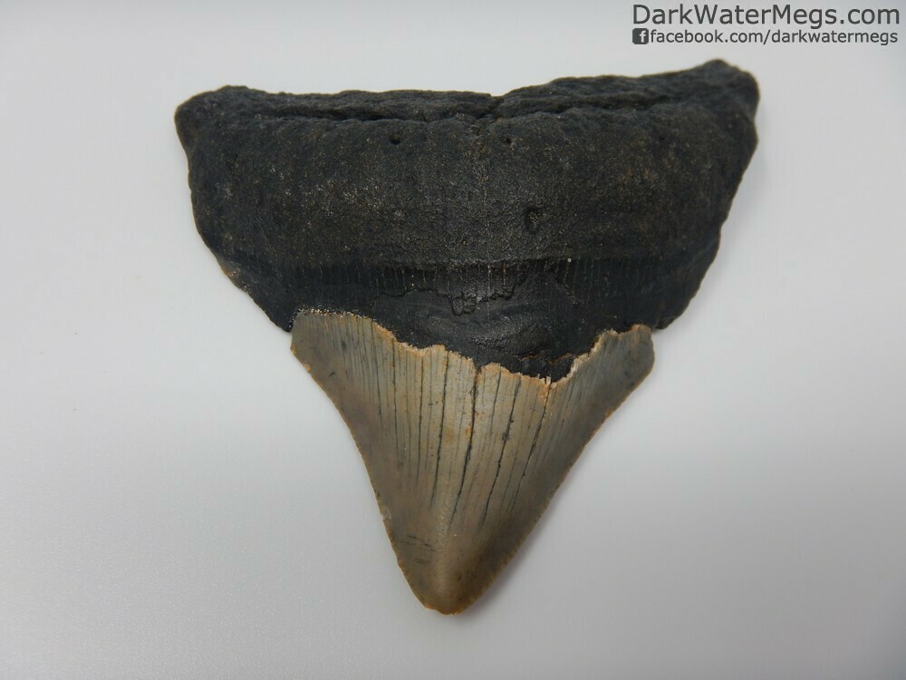 3.20&quot; Posterior Megalodon Tooth