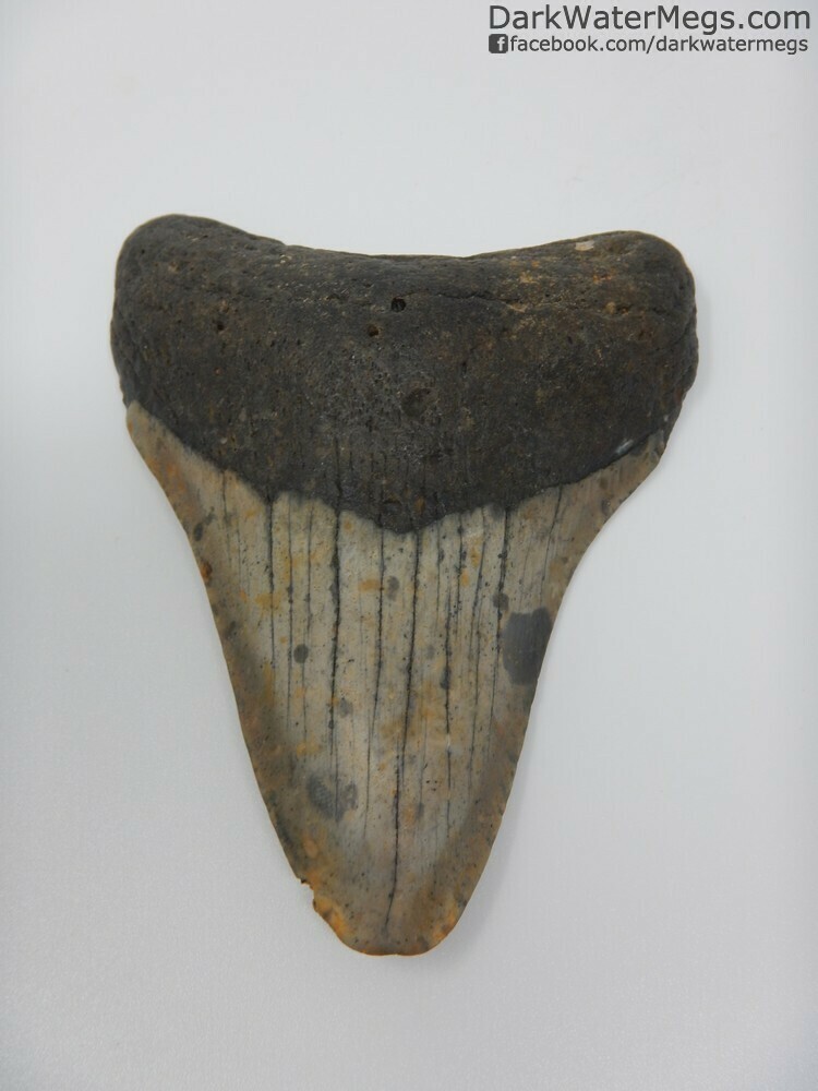 3.94&quot; Patterned blade megalodon tooth