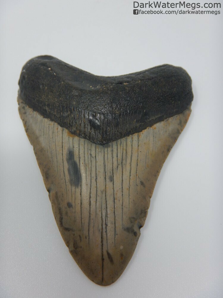 3.38&quot; Patterned blade megalodon tooth