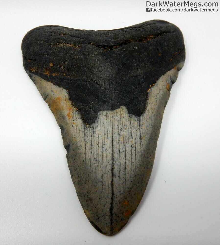4.33&quot; Large Megalodon Tooth