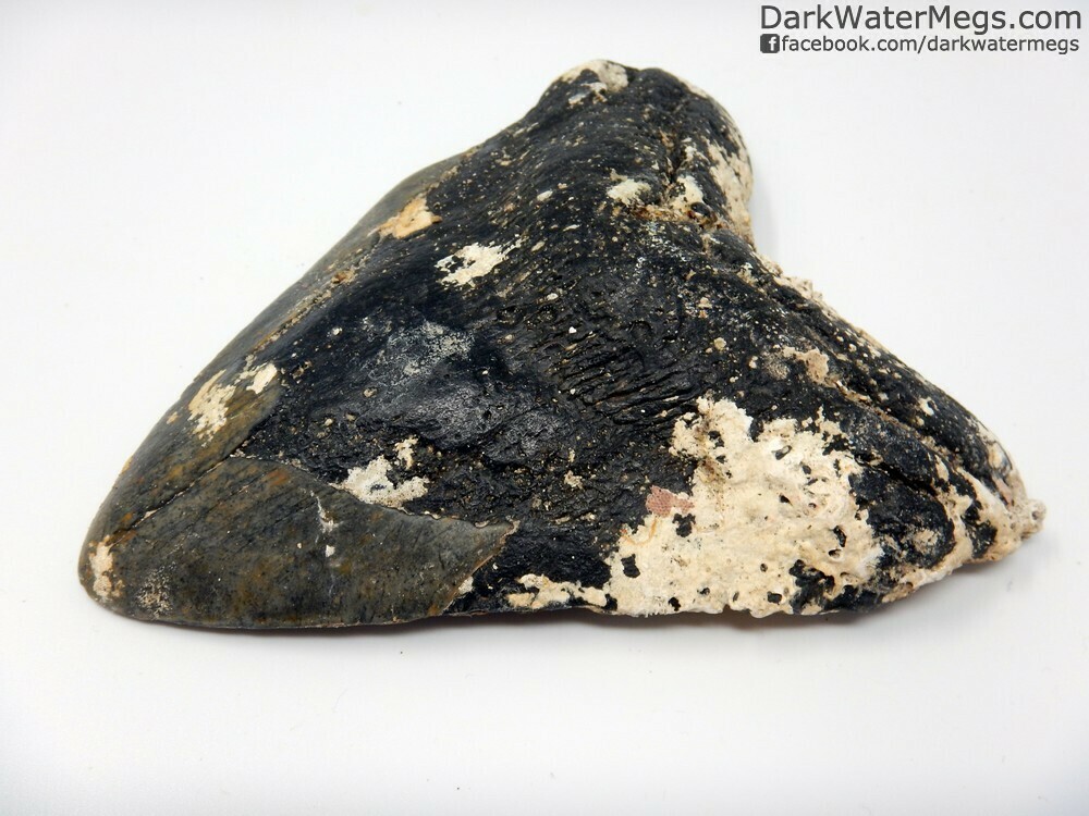5.17&quot; Uncleaned Megalodon Tooth
