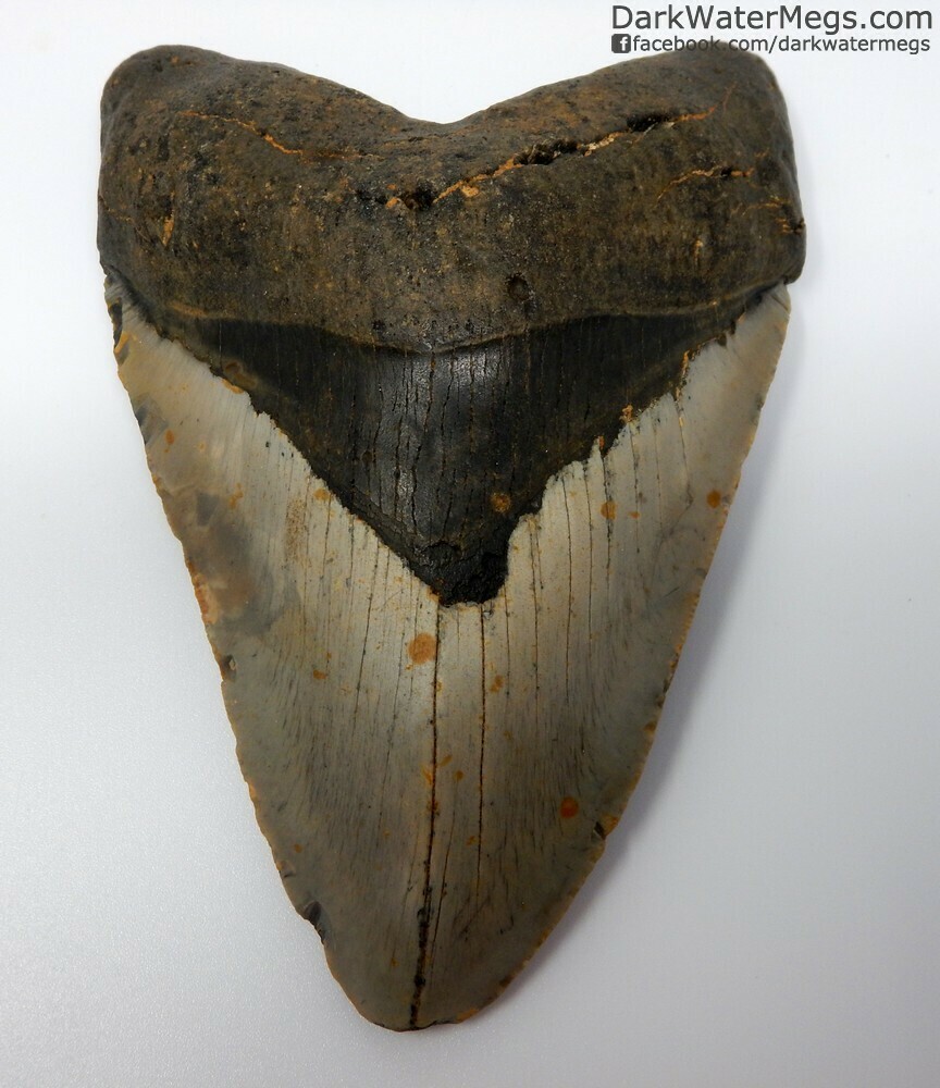 5.12&quot; Large Shiny Megalodon Tooth