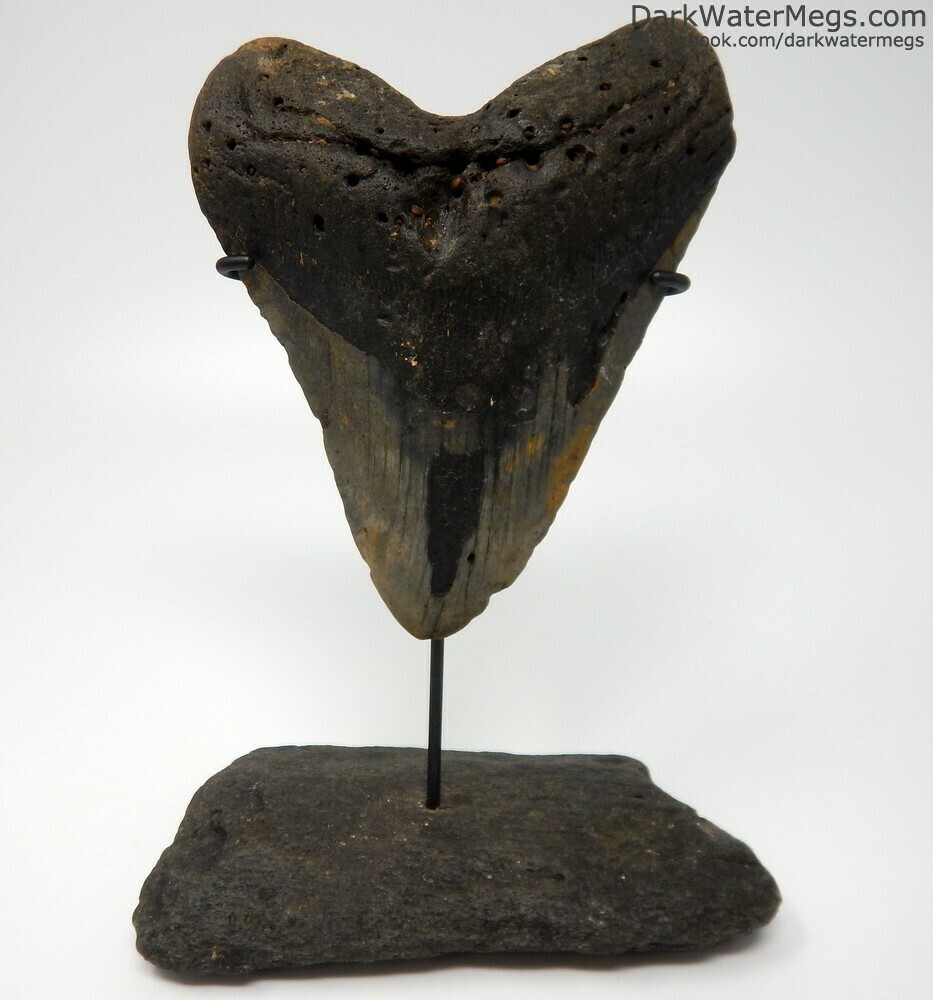5.85&quot; Huge Megalodon Tooth on Fossil Bone Stand