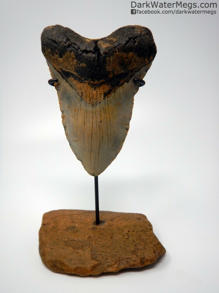 5.21&quot; Large  Megalodon Tooth on Fossil Whale Bone Stand
