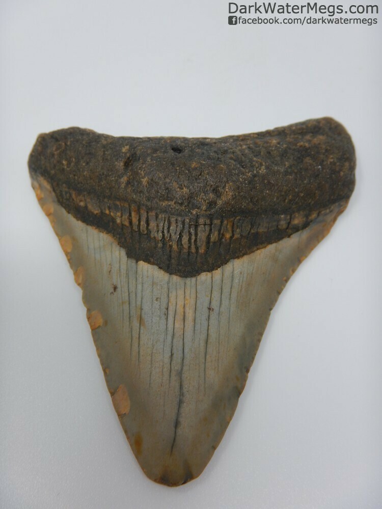 3.37&quot; Light Blade Color Megalodon Tooth