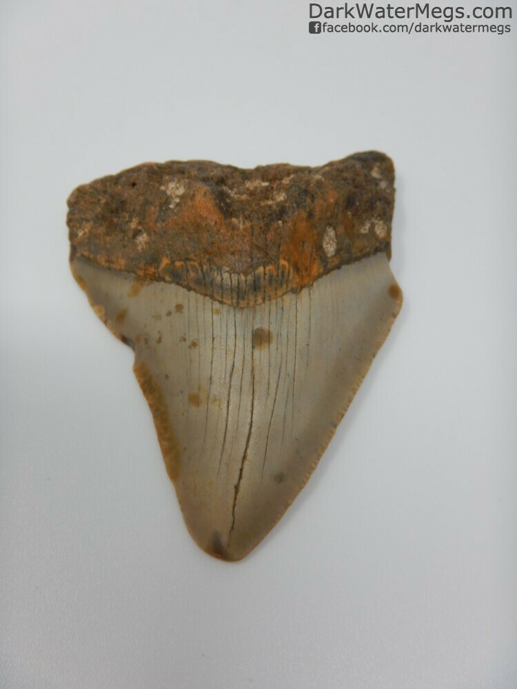 2.82&quot; Orange Root Megalodon Tooth