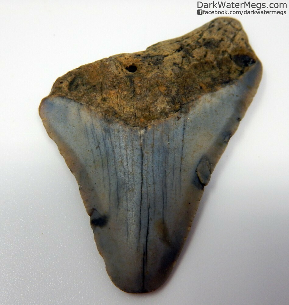 2.06&quot; Baby Megalodon Tooth