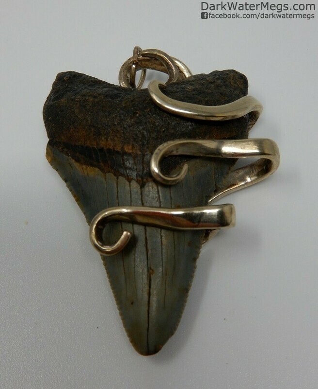 2.29&quot; Fork Wrapped Megalodon Necklace