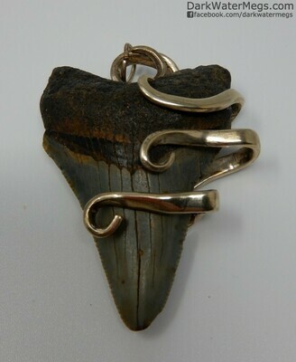 2.29" Fork Wrapped Megalodon Necklace