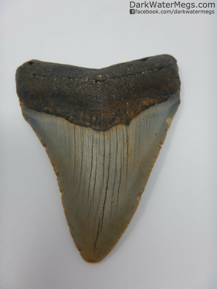 2.87&quot; Juvenile Megalodon Tooth