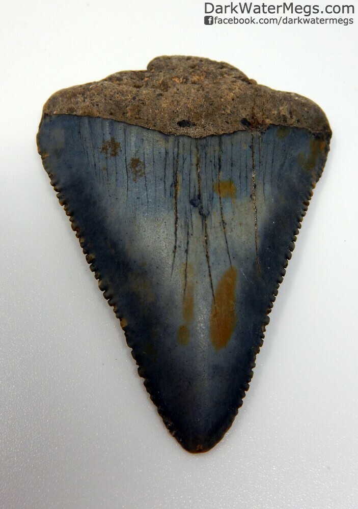2.21&quot; Blue Bladed Great White Tooth