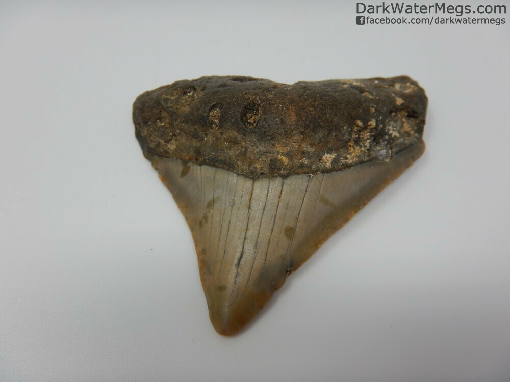 2.32&quot; Very Wide Megalodon Tooth