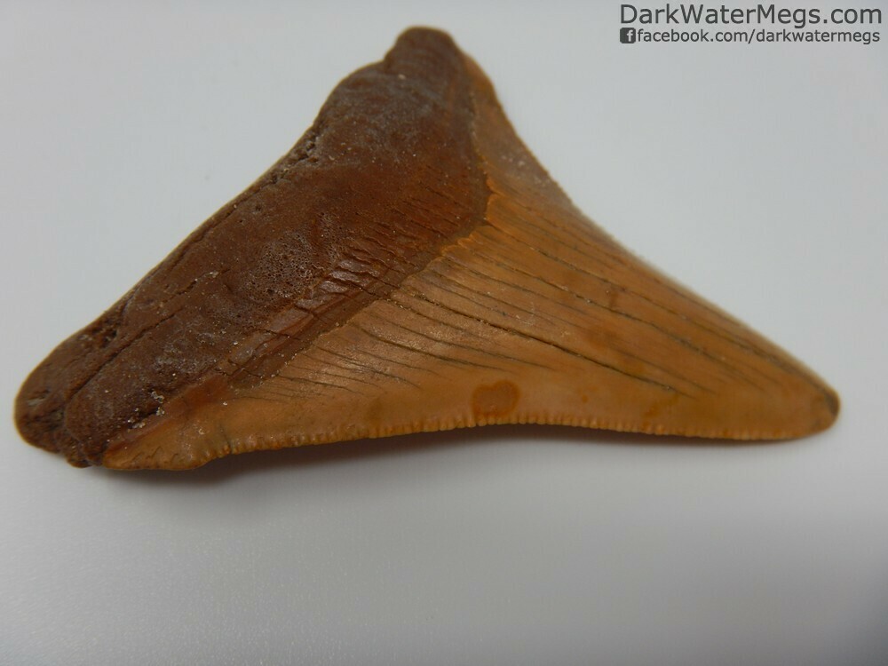 2.58&quot; Beautiful ORANGE megalodon tooth