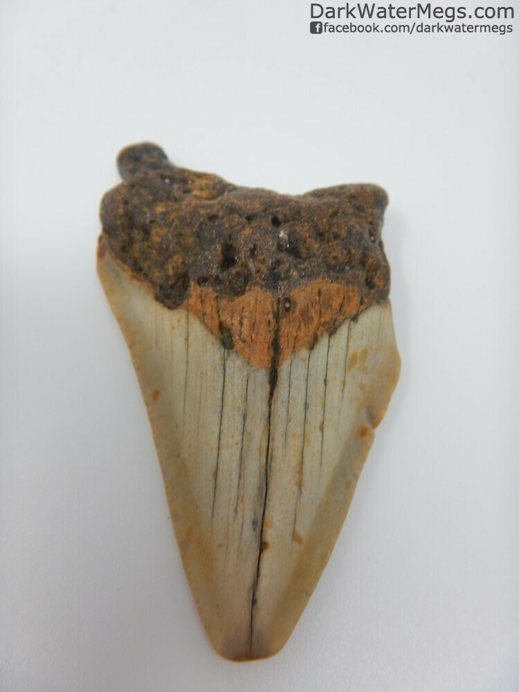 2.57&quot; Juvenile Megalodon Tooth