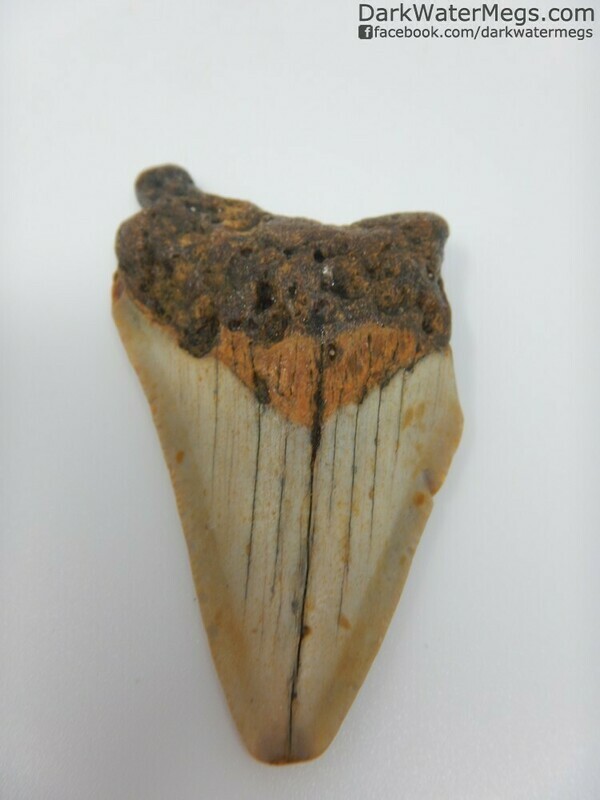 2.57" Juvenile Megalodon Tooth