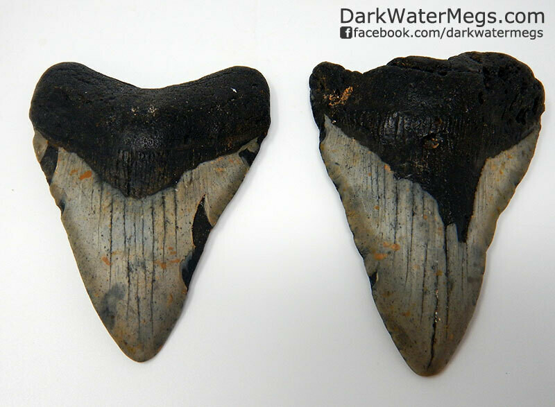 Pair of Megalodon Teeth