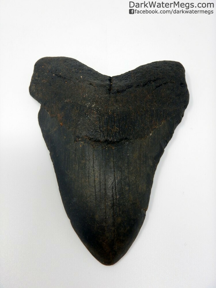 5.59&quot; Jet black giant megalodon tooth