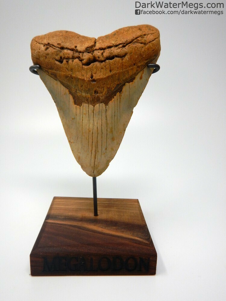 5.31&quot; Beautiful Orange Megalodon Tooth On Stand