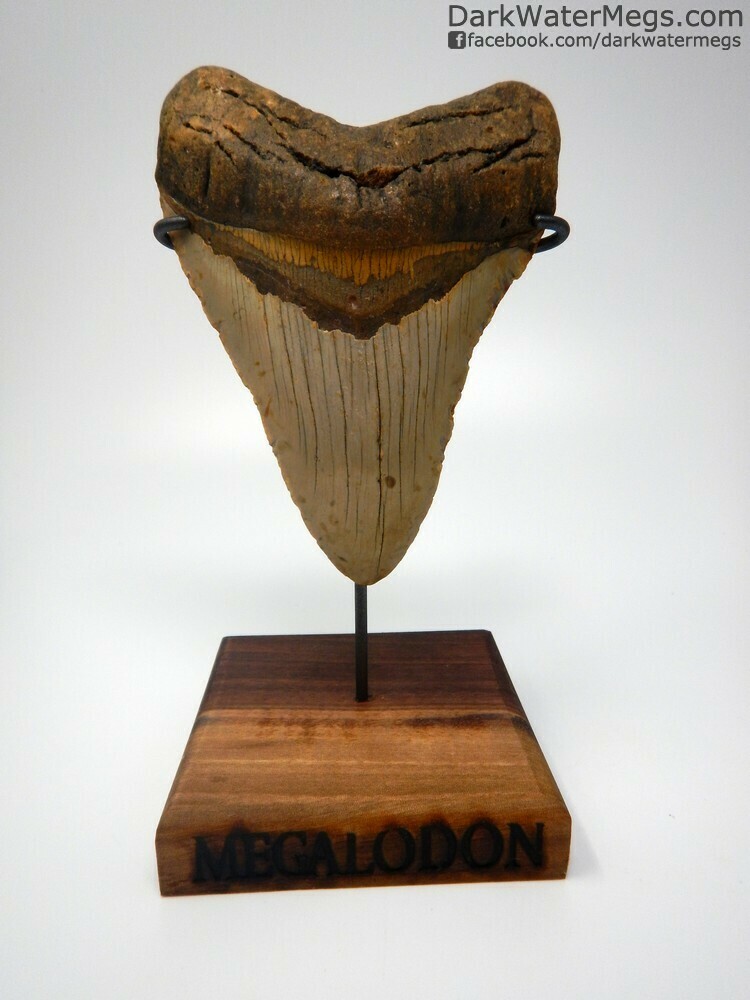 5.50&quot; Giant orange megalodon tooth on stand